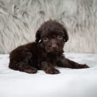 Buddy , a male Poodle - Miniature  for sale in Donna, TX – 3 of 6