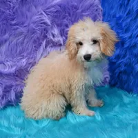 Leo, a male Miniature Goldendoodle for sale in Donna, TX – 4 of 9