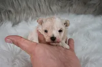 Murphy , a male Maltipoo for sale in Donna, TX – 2 of 10