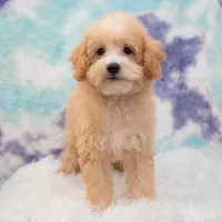 Leo, a male Miniature Goldendoodle for sale in Donna, TX – 2 of 7