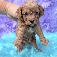 Henry , a male Cavapoo for sale in Donna, TX – 2 of 7