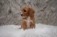 Moose, a male Cavapoo for sale in Donna, TX – Photo 9 of 10