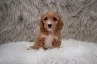 Moose, a male Cavapoo for sale in Donna, TX – Photo 6 of 10