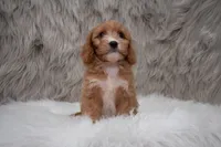 Moose, a male Cavapoo for sale in Donna, TX – Photo 8 of 10