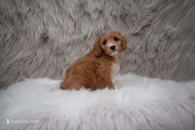 Moose – Cavapoo puppy for sale in Donna, TX