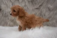 Moose, a male Cavapoo for sale in Donna, TX – Photo 2 of 10