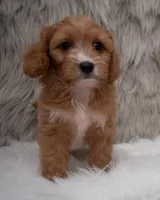 Moose, a male Cavapoo for sale in Donna, TX – Photo 3 of 10