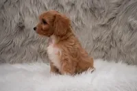 Moose, a male Cavapoo for sale in Donna, TX – Photo 4 of 10