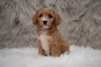 Moose, a male Cavapoo for sale in Donna, TX – Photo 5 of 10