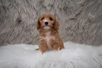 Moose, a male Cavapoo for sale in Donna, TX – Photo 10 of 10