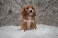 Moose, a male Cavapoo for sale in Donna, TX – Photo 7 of 10