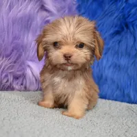 Baxter , a male Shihpoo for sale in Donna, TX – 8 of 10