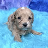 Scout , a male Cavapoo for sale in Donna, TX – 5 of 8
