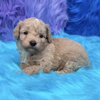 Hunter , a male Poodle - Miniature  for sale in Donna, TX – 2 of 10