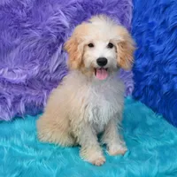 Leo, a male Miniature Goldendoodle for sale in Donna, TX – 8 of 9