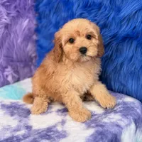 Piper , a female Cavapoo for sale in Donna, TX – 4 of 10