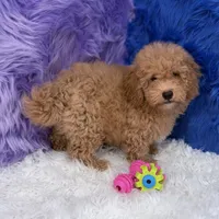 Paul, a male Shihpoo for sale in Donna, TX – 4 of 10