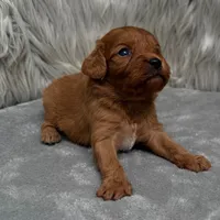 Baxter, a male Cavapoo for sale in Donna, TX – Photo 4 of 6