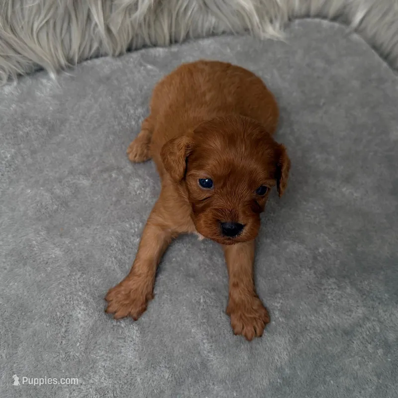 Baxter – Cavapoo puppy for sale in Donna, TX