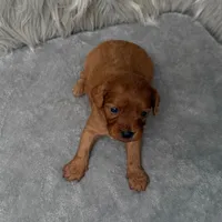 Baxter, a male Cavapoo for sale in Donna, TX – Photo 5 of 6