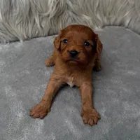 Baxter, a male Cavapoo for sale in Donna, TX – Photo 2 of 6