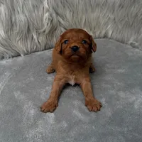 Baxter, a male Cavapoo for sale in Donna, TX – Photo 3 of 6