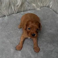 Baxter, a male Cavapoo for sale in Donna, TX – Photo 6 of 6