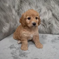 Millie , a female Cockapoo for sale in Donna, TX – Photo 5 of 8