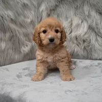 Millie , a female Cockapoo for sale in Donna, TX – Photo 3 of 8