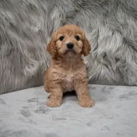 Millie , a female Cockapoo for sale in Donna, TX – Photo 4 of 8