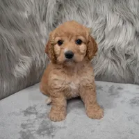 Millie , a female Cockapoo for sale in Donna, TX – Photo 8 of 8