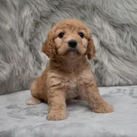 Millie , a female Cockapoo for sale in Donna, TX – Photo 1 of 8