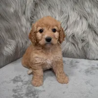 Millie , a female Cockapoo for sale in Donna, TX – Photo 6 of 8