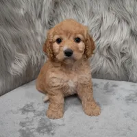 Millie , a female Cockapoo for sale in Donna, TX – Photo 7 of 8