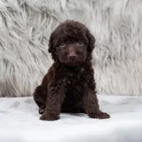 Athena , a female Poodle - Miniature  for sale in Donna, TX – 6 of 7