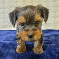 John , a male Yorkshire Terrier for sale in Donna, TX – 6 of 10