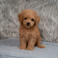 Lily  Micro-Mini, a female Miniature Goldendoodle for sale in Donna, TX – 2 of 6