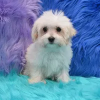 Becky , a female Maltipoo for sale in Donna, TX – 2 of 8