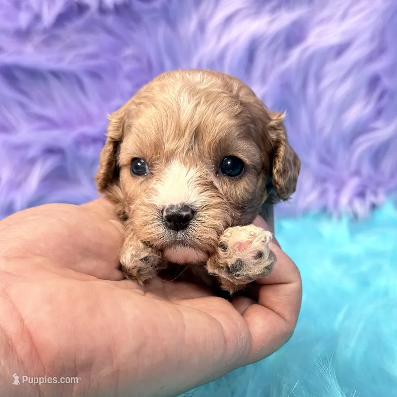 Stella  – Cavapoo puppy for sale in Donna, TX