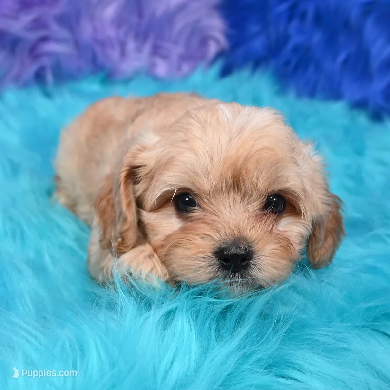 Bruno  – Cavapoo puppy for sale in Donna, TX