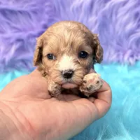 Stella , a female Cavapoo for sale in Donna, TX – 2 of 10