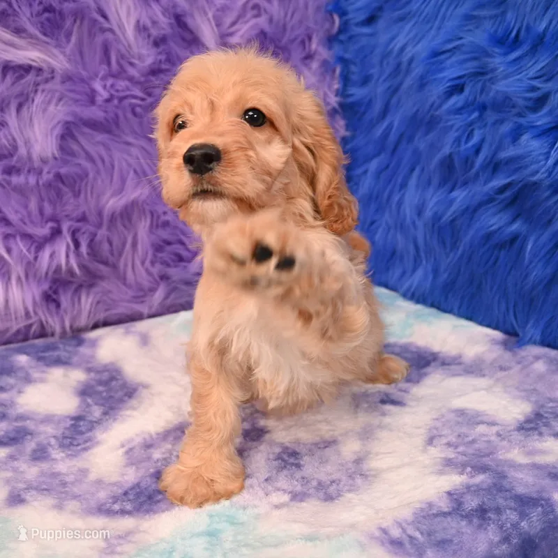 Duke  – Cockapoo puppy for sale in Donna, TX