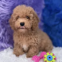 Paul, a male Shihpoo for sale in Donna, TX – 2 of 10
