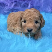 Oliver , a male Poodle - Miniature  for sale in Donna, TX – 1 of 9