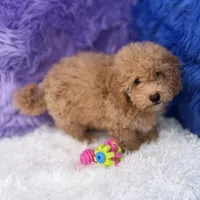 Paul, a male Shihpoo for sale in Donna, TX – 5 of 10
