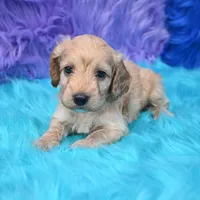 Duke , a male Cockapoo for sale in Donna, TX – 3 of 6