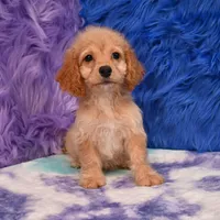 Thor , a male Cockapoo for sale in Donna, TX – 6 of 10