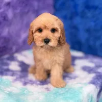 Piper , a female Cavapoo for sale in Donna, TX – 8 of 10