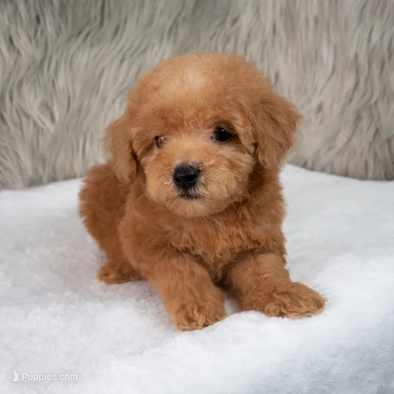 Hank Micro Mini – Miniature Goldendoodle puppy for sale in Donna, TX