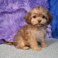 Sergio - Malshipoo, a male Shihpoo for sale in Donna, TX – 4 of 10